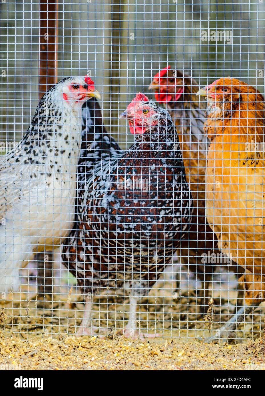 Polli in attesa di essere lasciati fuori dal loro recinto Foto Stock