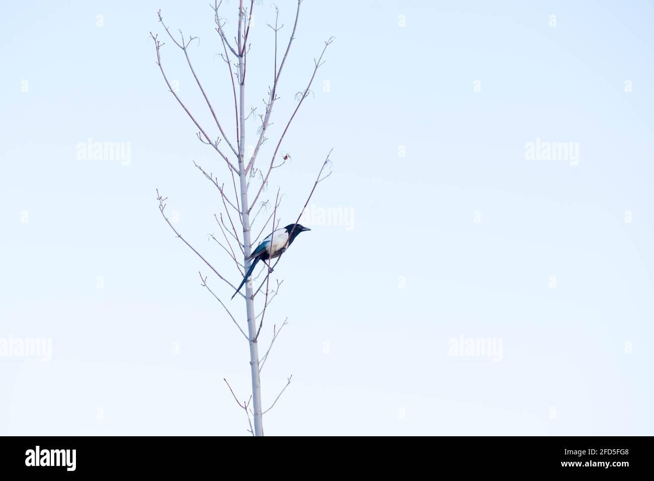 una magpie è seduta su un albero Foto Stock