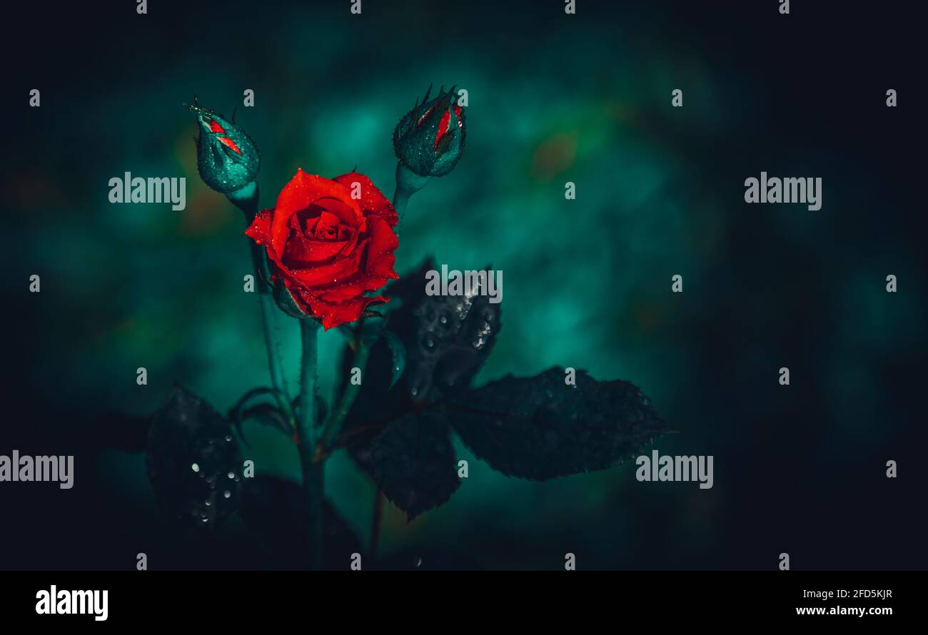 Fiore di rosa rosso e i due boccioli di rosa su entrambi i lati del fiore, nello sfondo scuro. Spazio negativo sulla destra della fotografia per aggiungere un Foto Stock