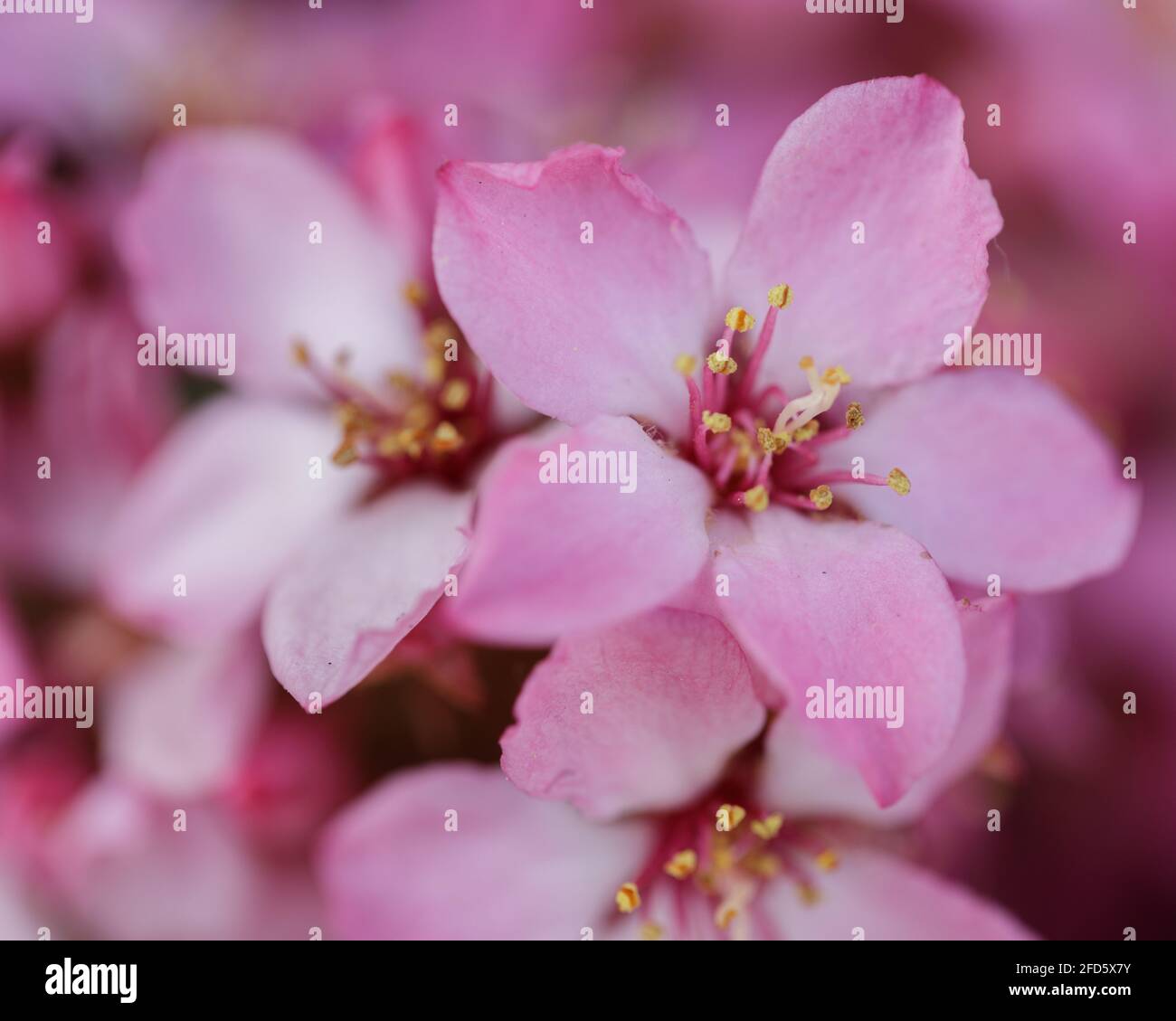 India Hawthorn in fiore. Santa Clara County, California, Stati Uniti. Foto Stock
