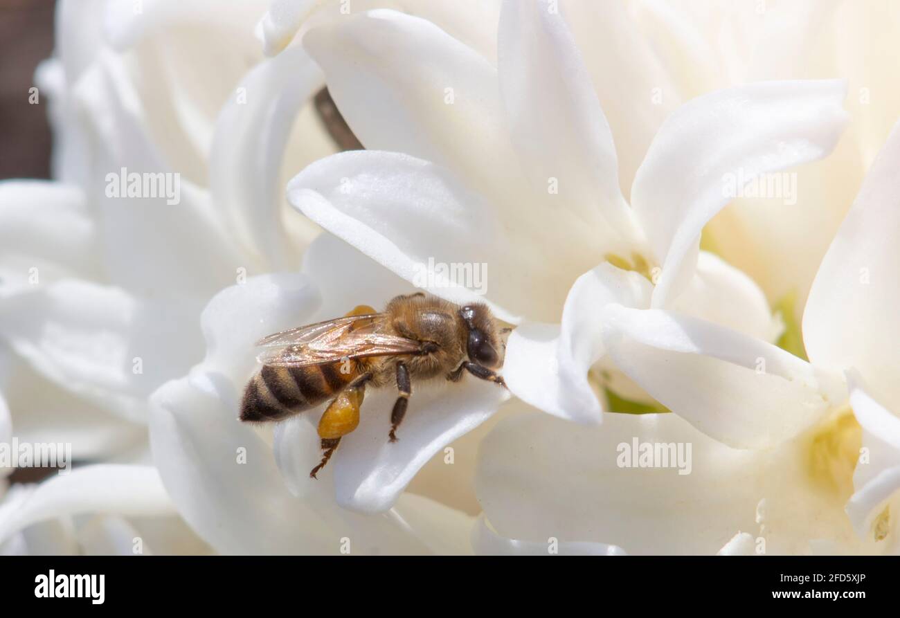 L'ape raccoglie il nettare dai fiori di primavera. Il tempo soleggiato è un ottimo momento per raccogliere il miele Foto Stock
