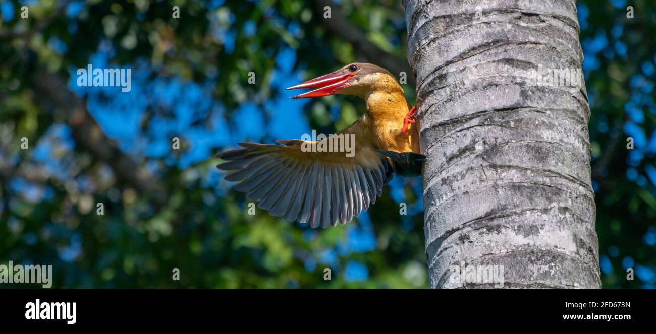 Il kingfisher fatturato dalla cicogna afferra su un albero di palma e mostra un'ala. I baccelli rossi appuntiti si aprono un po'. Corpo giallo con piume blu chiaro. Foto Stock