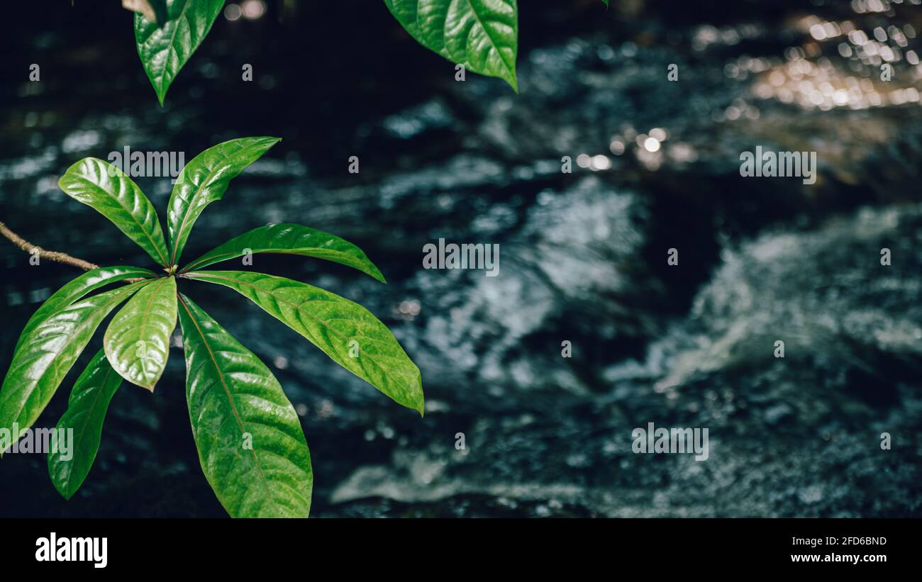 Il flusso d'acqua di Bambarawana scorre rapidamente sullo sfondo scuro mentre l'albero lascia in primo piano. Foto Stock