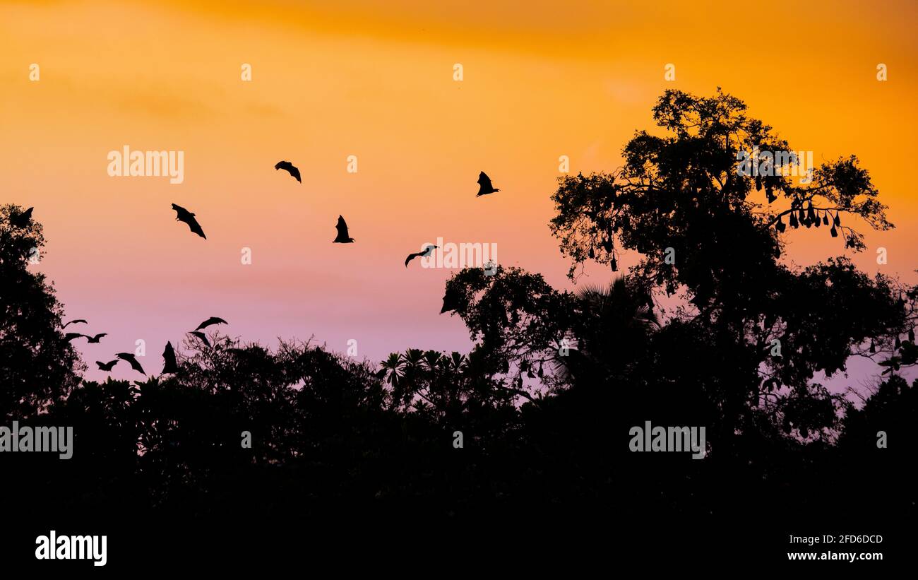 I pipistrelli si stanno sedendo in un albero alto la mattina, i cieli arancione-rosa e i pipistrelli volanti silhouette. Foto Stock