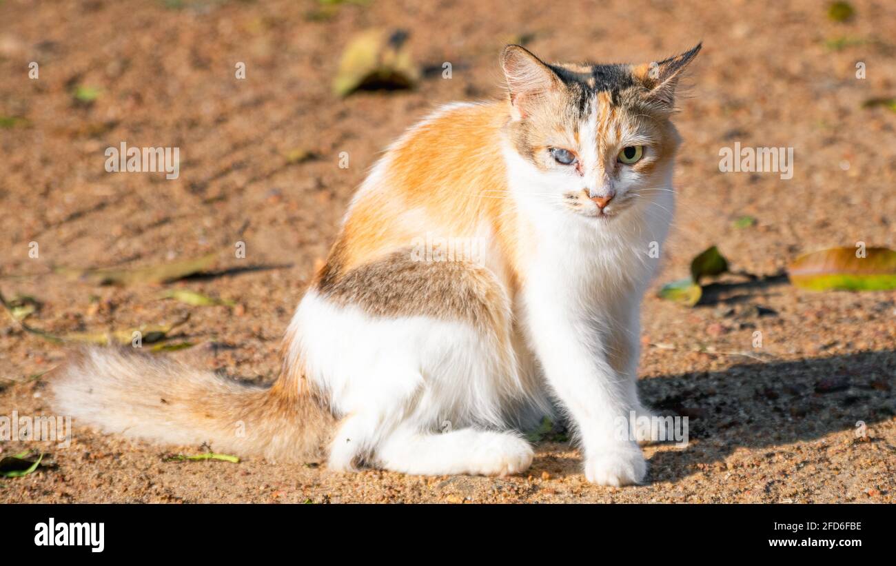 Un simpatico gatto con un occhio solo si siede e fissa la telecamera, bella anche con un occhio cieco. Ottenere il calore della luce del mattino presto. Foto Stock