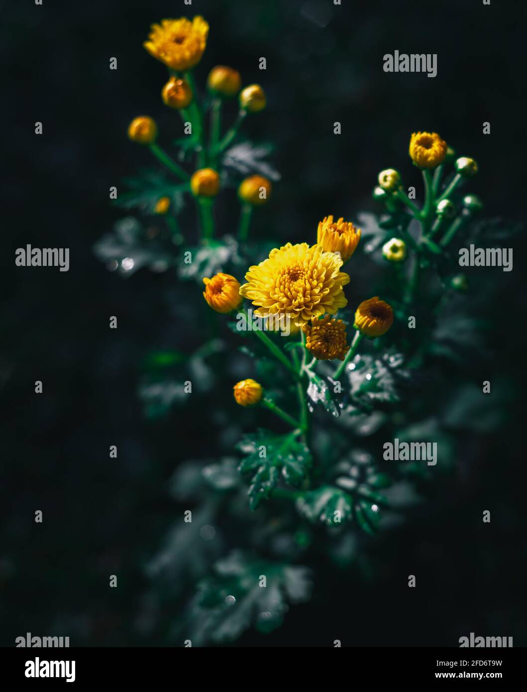 Marigolds di mais giallo come conosciuto come fiori di Kapuru localmente nello Sri Lanka. Bella fotografia di primo piano di ramo di fiore è stata scattata nel condo illuminato di sole di mattina Foto Stock