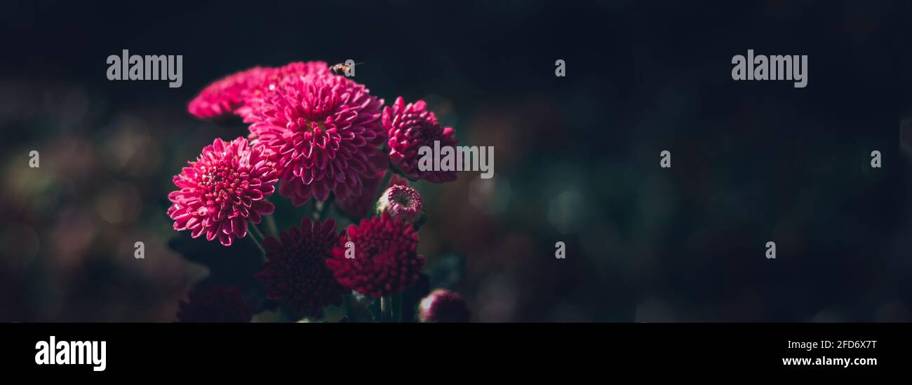 Marigolds di mais rosa, conosciuto come fiori di Kapuru localmente nello Sri Lanka. Bella fotografia di primo piano di ramo di fiore è stata scattata nel cortile di mattina Foto Stock