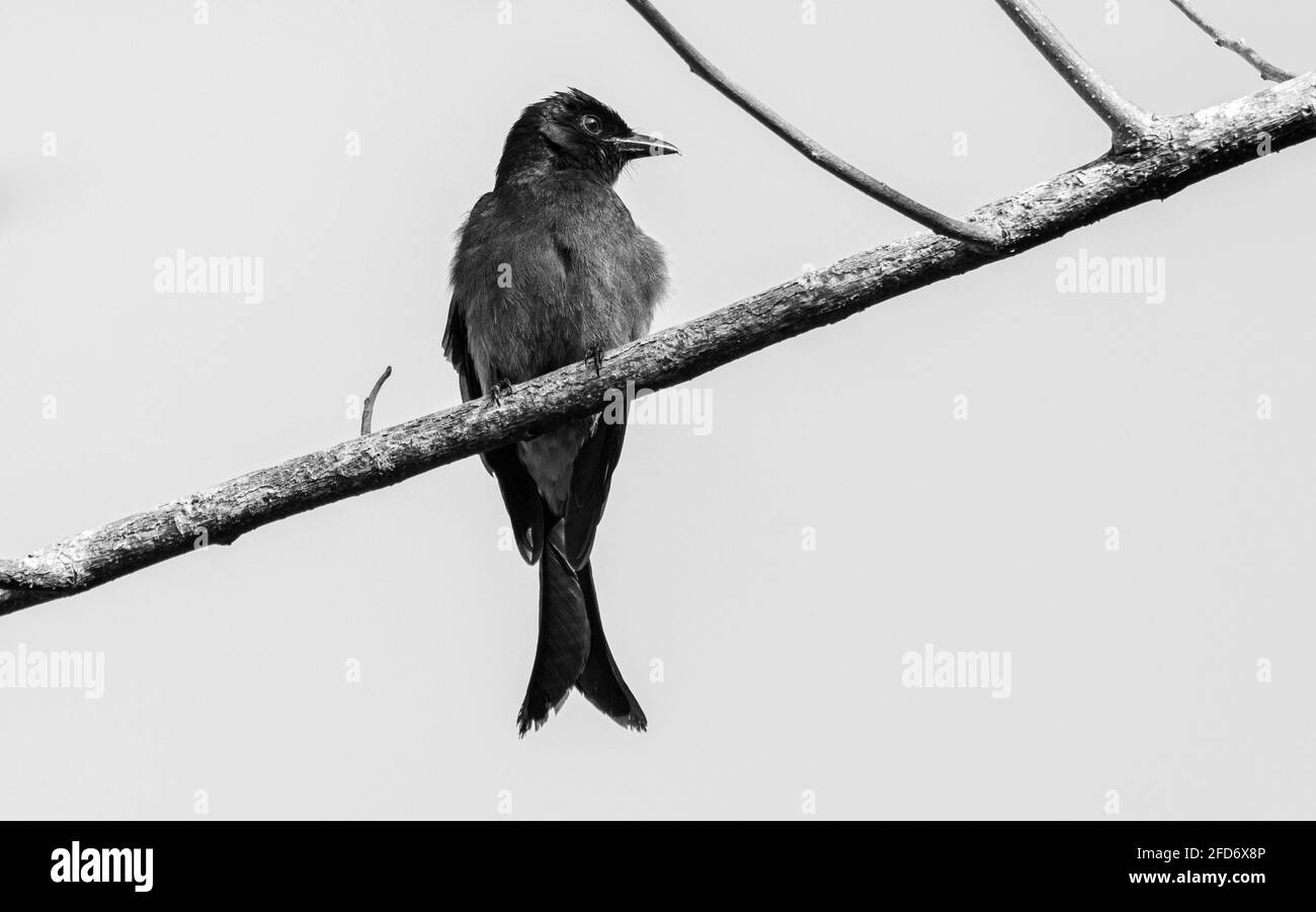 Sri Lanka nero Drongo uccello appollaiato su un ramo albero alto chiave fotografia in bianco e nero. Foto Stock