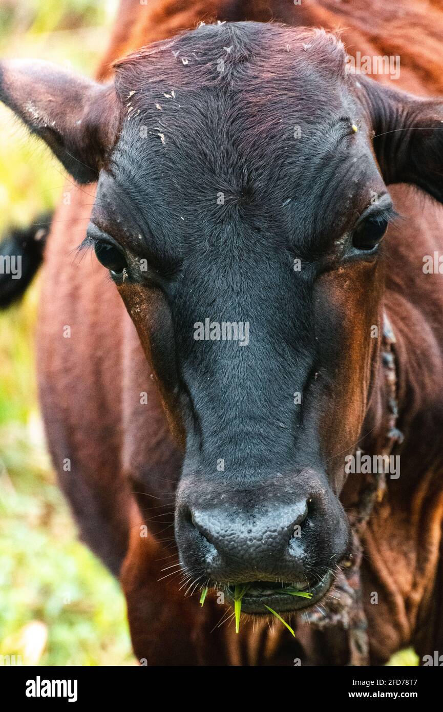 Una giovane mucca marrone ha un boccaglio di foglie d'erba e guardando la macchina fotografica mentre mastica. Primo piano immagine ritratto viso frontale. Foto Stock