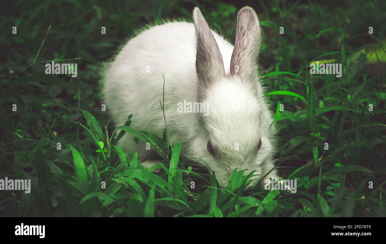 Coniglio bianco mangiare erba vista frontale. Foto Stock