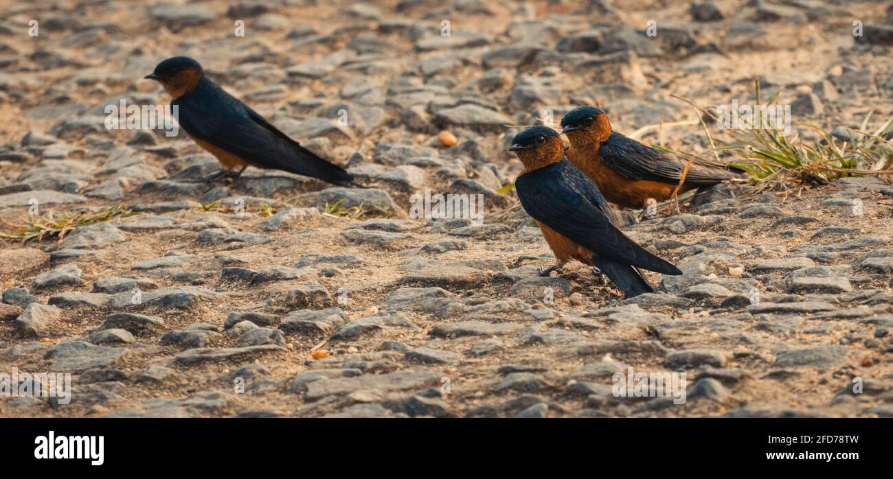 Sri Lanka Swallow Birds sulla strada sera, cercare cibo. Foto Stock