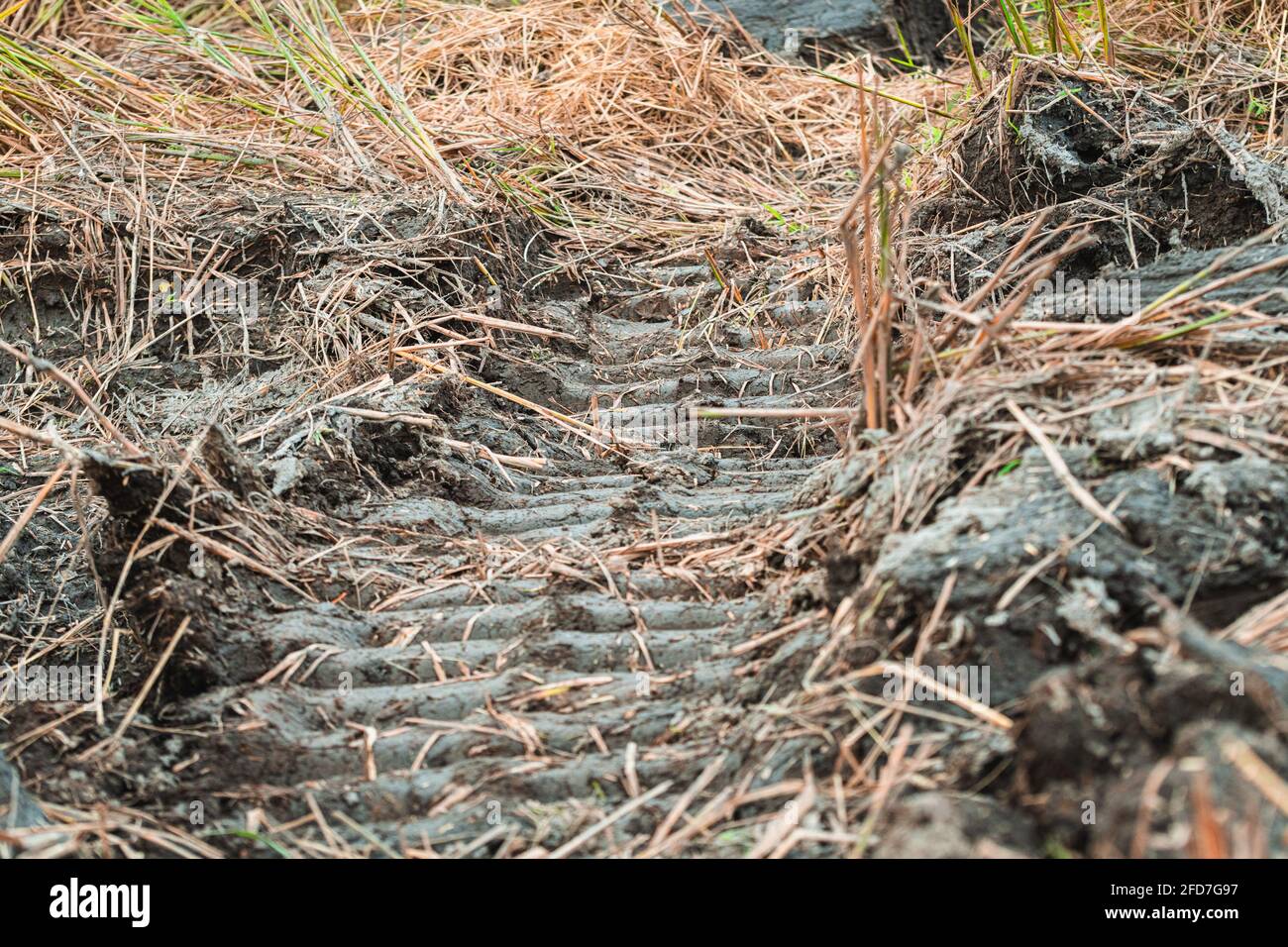 Contrassegni degli pneumatici di una macchina da raccolta su un terreno con risaie. Foto Stock