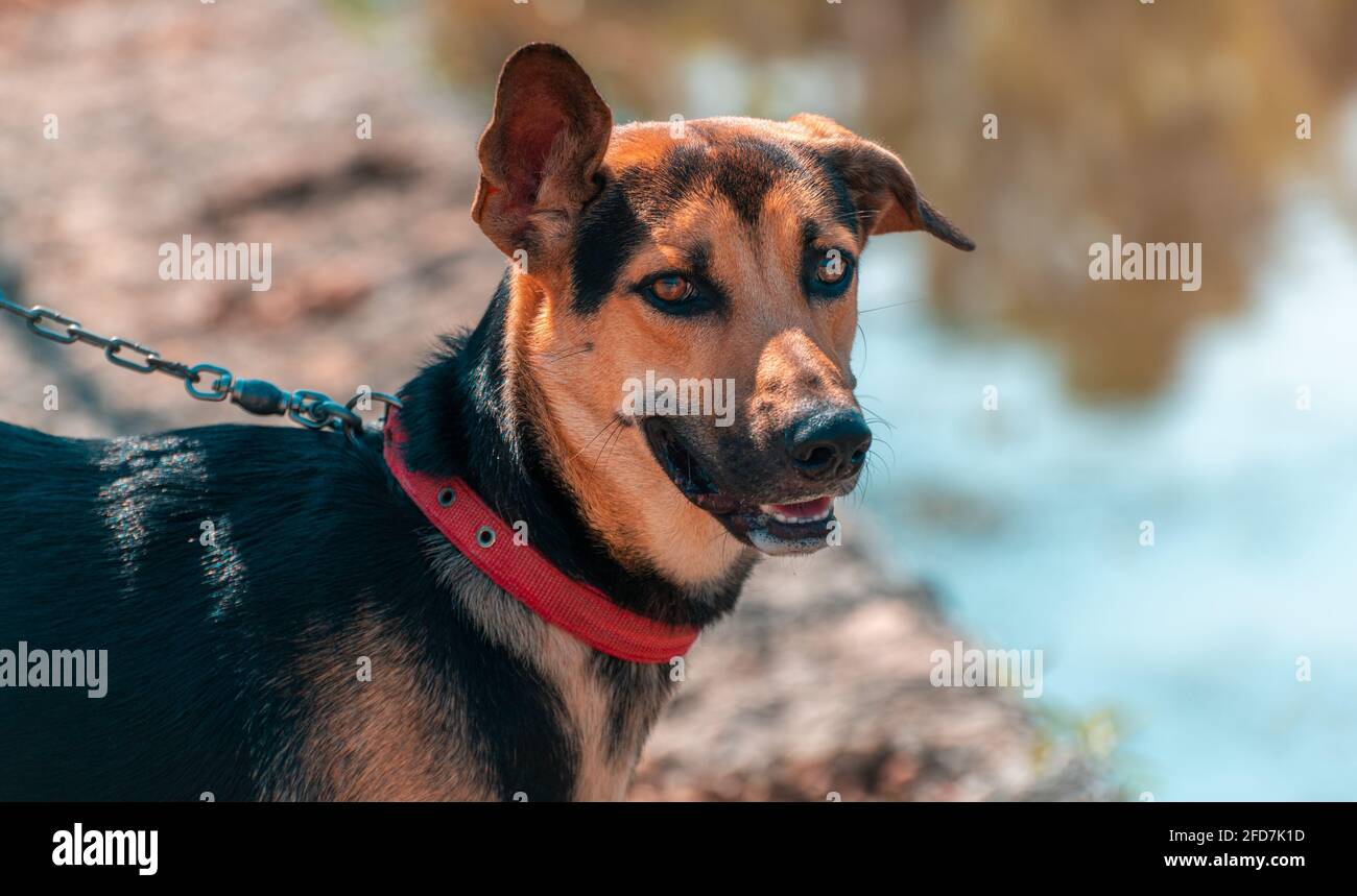 Il giovane cane tedesco Shepard fa una passeggiata con il suo padrone lungo la strada del lago. Sempre un orecchio in su per ascoltare, addestramento di obbedienza mentre il cane sulla le Foto Stock