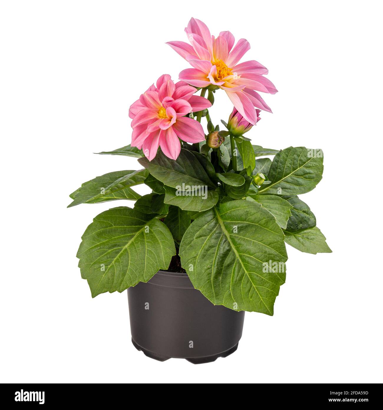 Dahlia rosa in piena fioritura su sfondo bianco Foto Stock