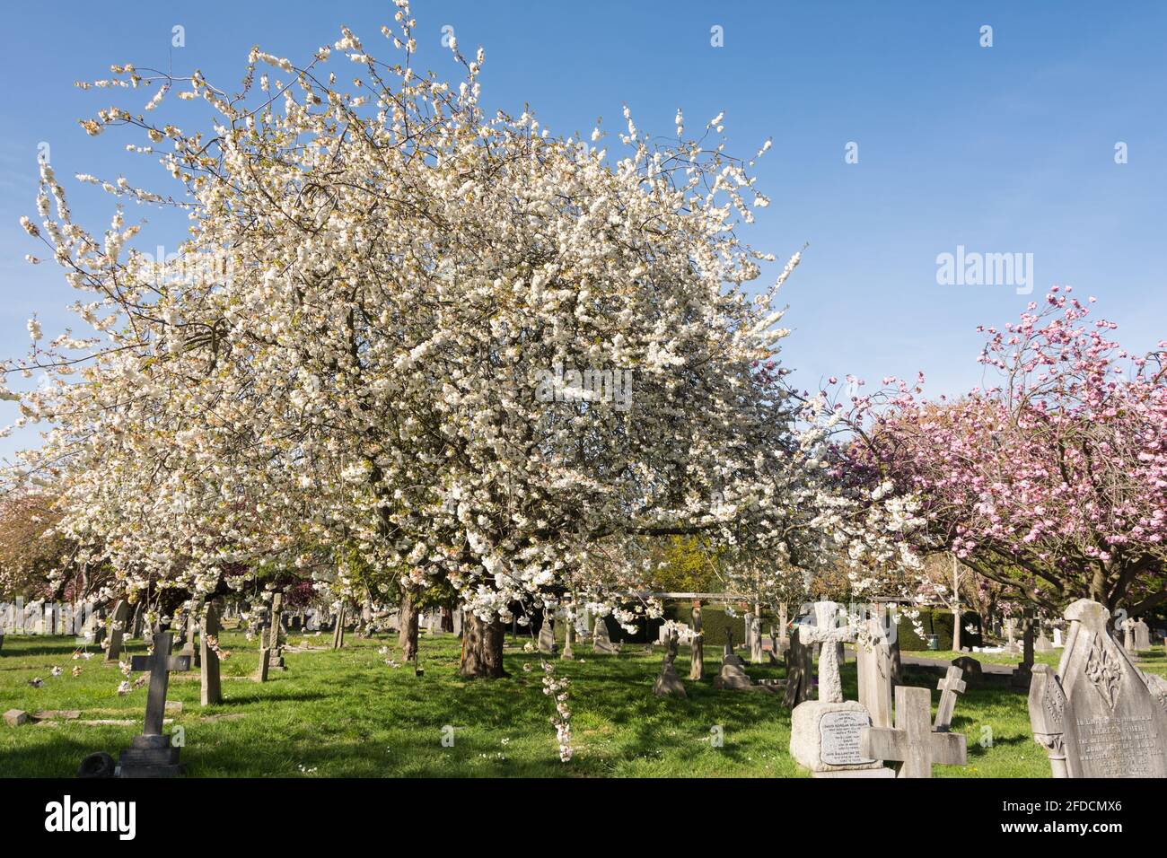 Alberi ornamentali di ciliegio nel cimitero di North Sheen, Mortlake, Londra, Regno Unito Foto Stock