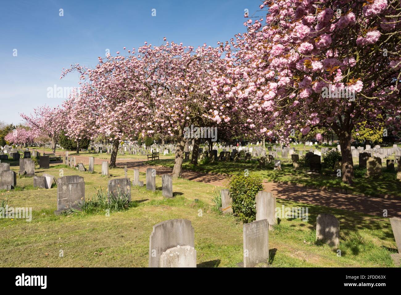 Alberi ornamentali di ciliegio nel cimitero di North Sheen, Mortlake, Londra, Regno Unito Foto Stock