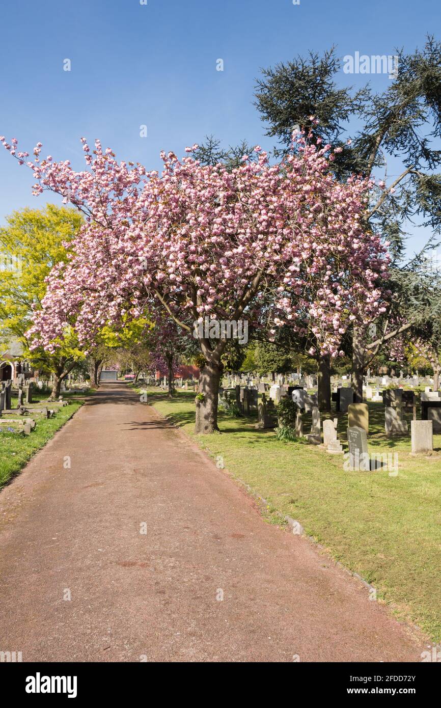 Alberi ornamentali di ciliegio nel cimitero di North Sheen, Mortlake, Londra, Regno Unito Foto Stock