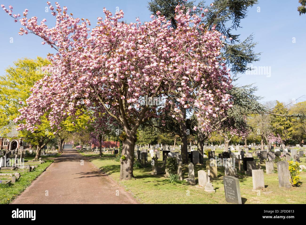 Alberi ornamentali di ciliegio nel North Sheen Cemetery, Mortlake, Londra, Inghilterra, Regno Unito Foto Stock