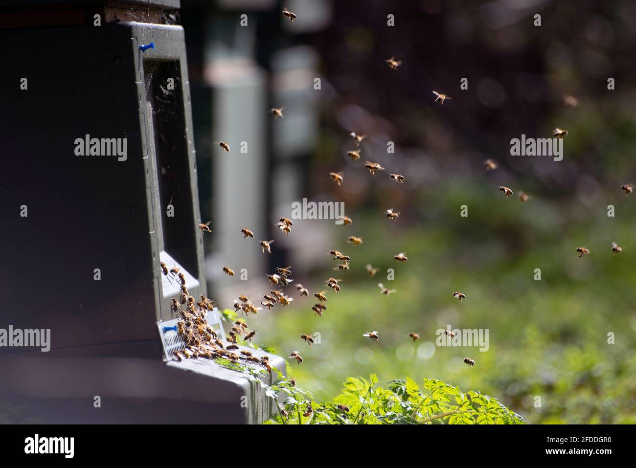 Le api che volano in un alveare costruito dall'uomo. Sfondo verde sfocato. Foto Stock