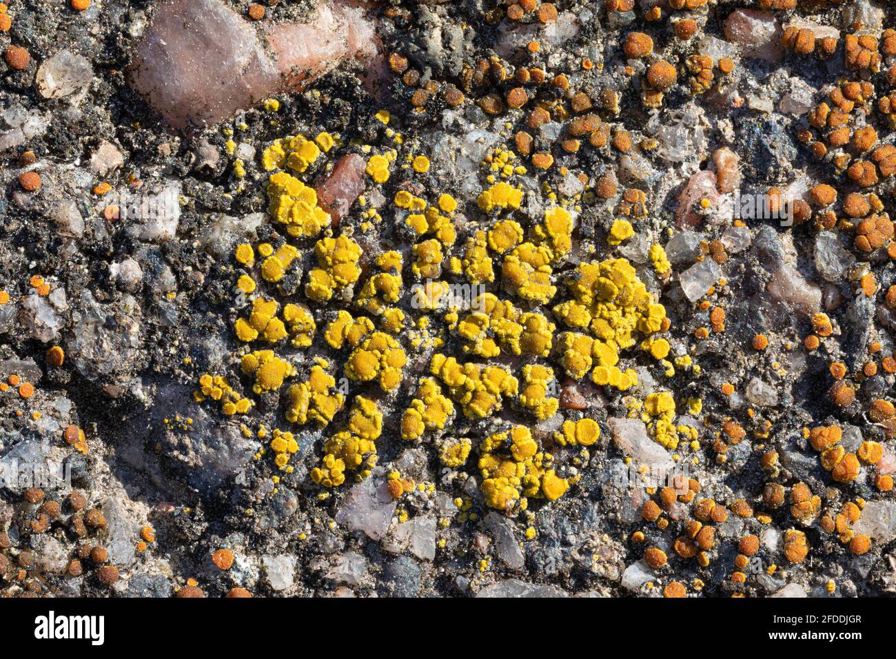 Candelariella vitellina lichen Foto Stock