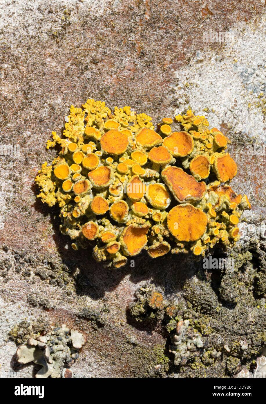 Polycauliona polycarpa lichen Foto Stock
