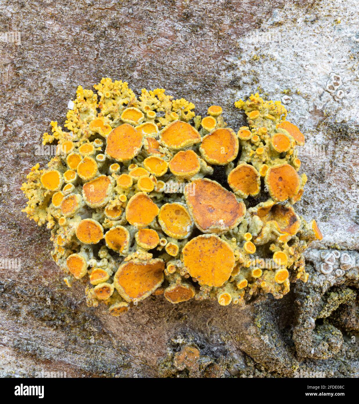 Polycauliona polycarpa lichen Foto Stock