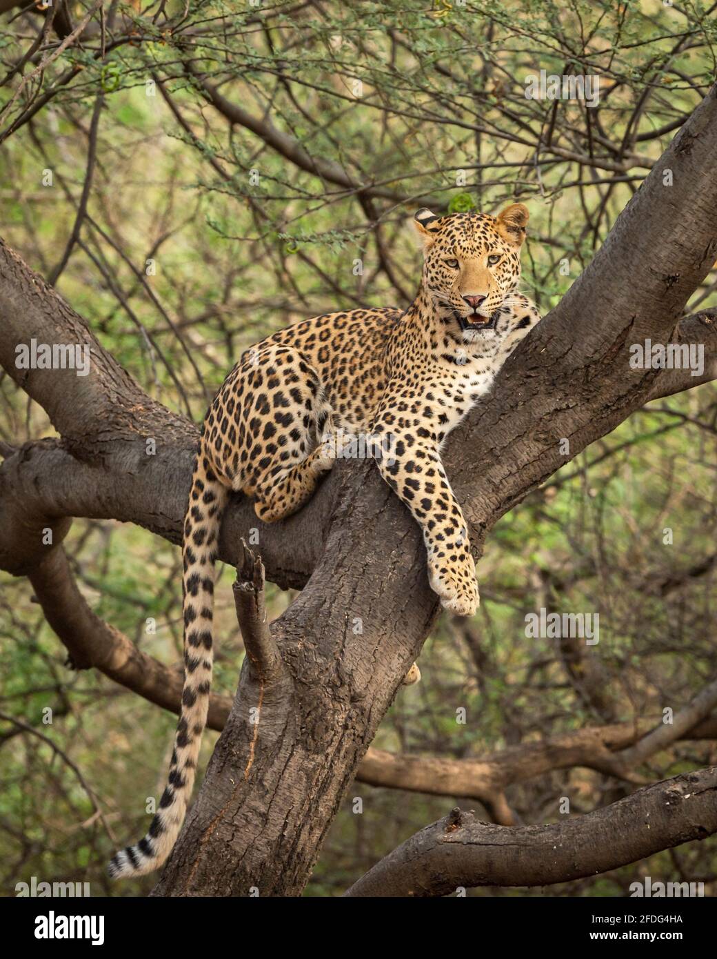 leopardo maschile selvaggio o pantera sul tronco dell'albero con occhio contatto in sfondo verde naturale alla foresta jhalana o leopardo riserva jaipur rajasthan india Foto Stock