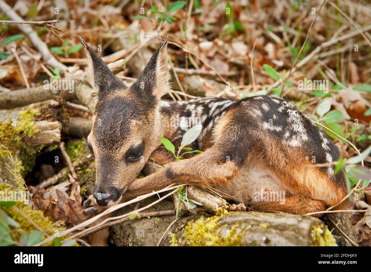 Ben camuffato cucciolo neonato del Roe Deer. Foto Stock