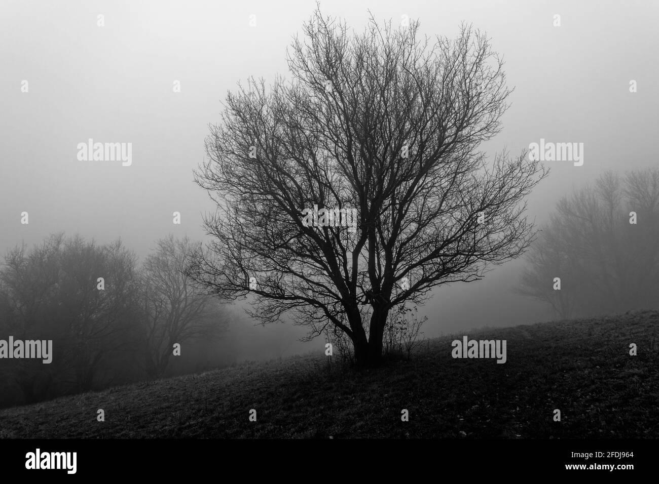 Un vecchio albero gnarled in nebbia fitta su un prato di verricello sparato in bianco e nero. Foto Stock
