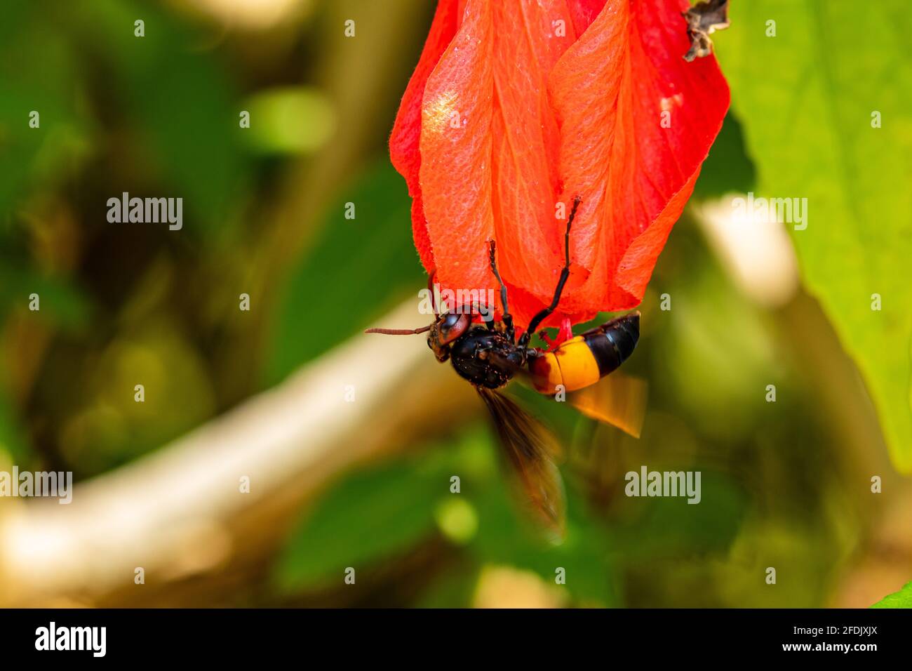 Un calabrone su un fiore Foto Stock