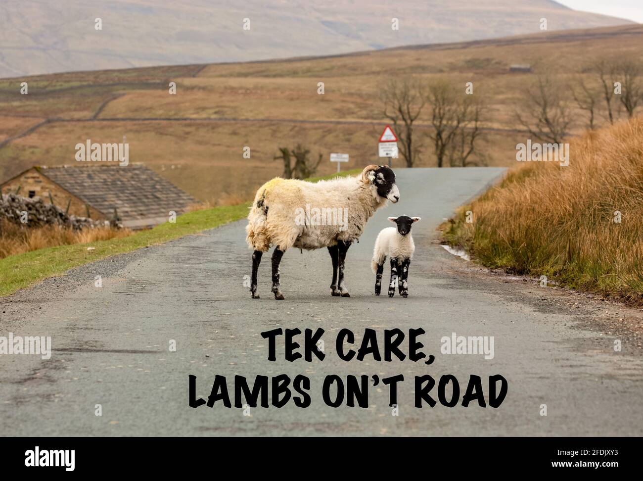 Tempo di lambing nello Yorkshire Dales, dove pecore e agnelli sono liberi di roaming e sono spesso in pericolo di automobili di velocità. Swalledale, Regno Unito. Orizzontale. Foto Stock