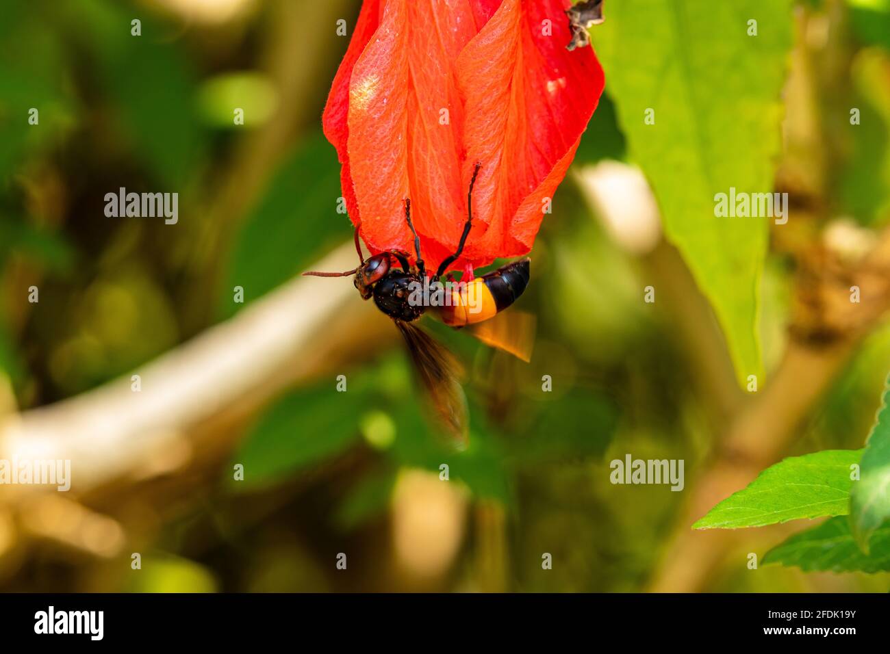 Un calabrone su un fiore Foto Stock