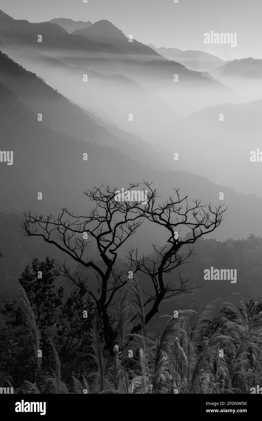 Catene montuose con cielo limpido sullo sfondo e nebbia nella valle e silhouette di un albero senza foglie in primo piano in bianco e nero Foto Stock