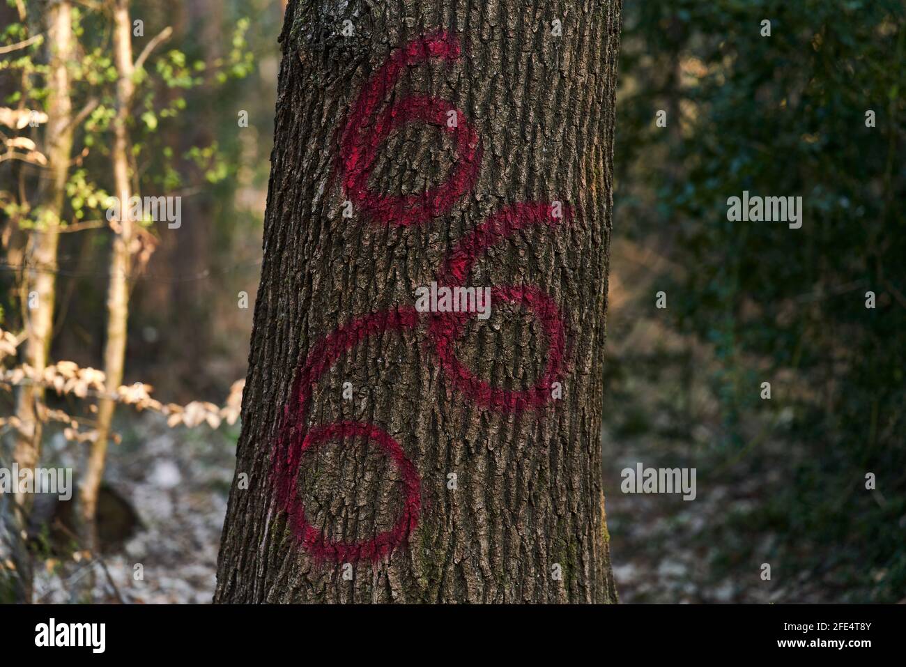 Il numero 666 dipinto in vernice rossa su un albero In una foresta di Sussex Foto Stock