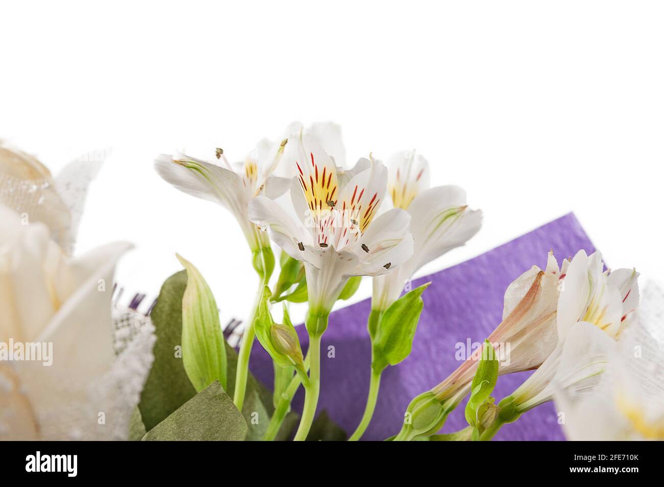 Bouquet di fiori in un primo piano involucro viola. Alstroemeria bianca raccolta in un bouquet. Foto Stock