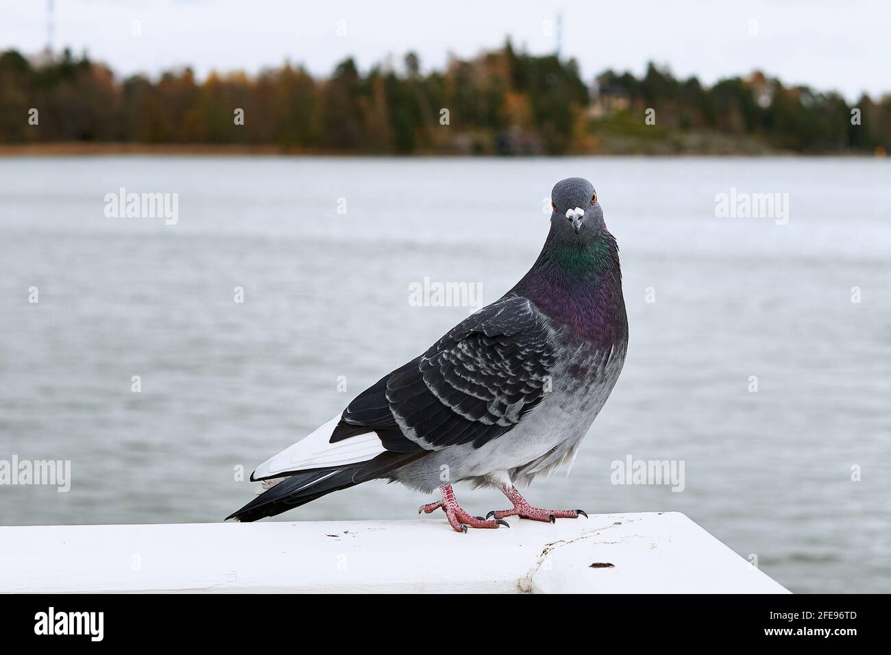 Colpo di primo piano di un piccione vicino all'acqua a Helsinki, Finlandia Foto Stock