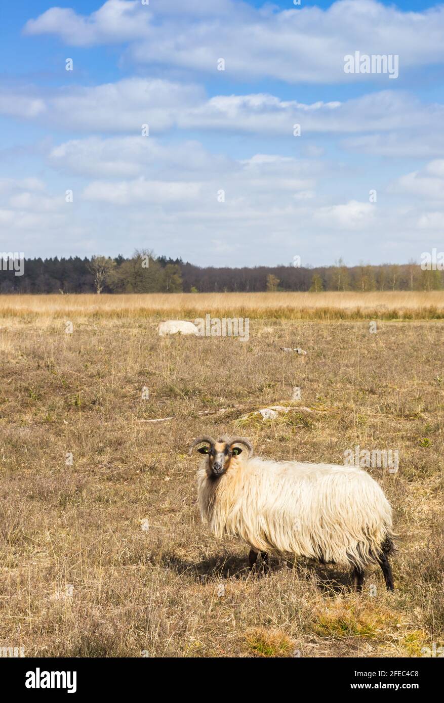 Pecore con cornici nei campi di erica di Duurswouderheide, Paesi Bassi Foto Stock