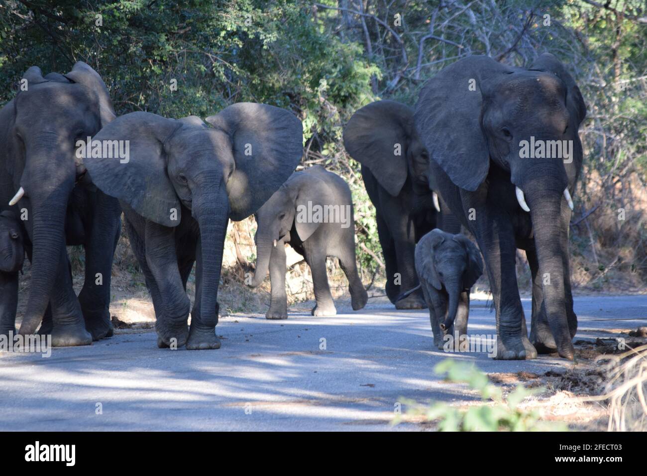 Urban Elephant mandria Foto Stock