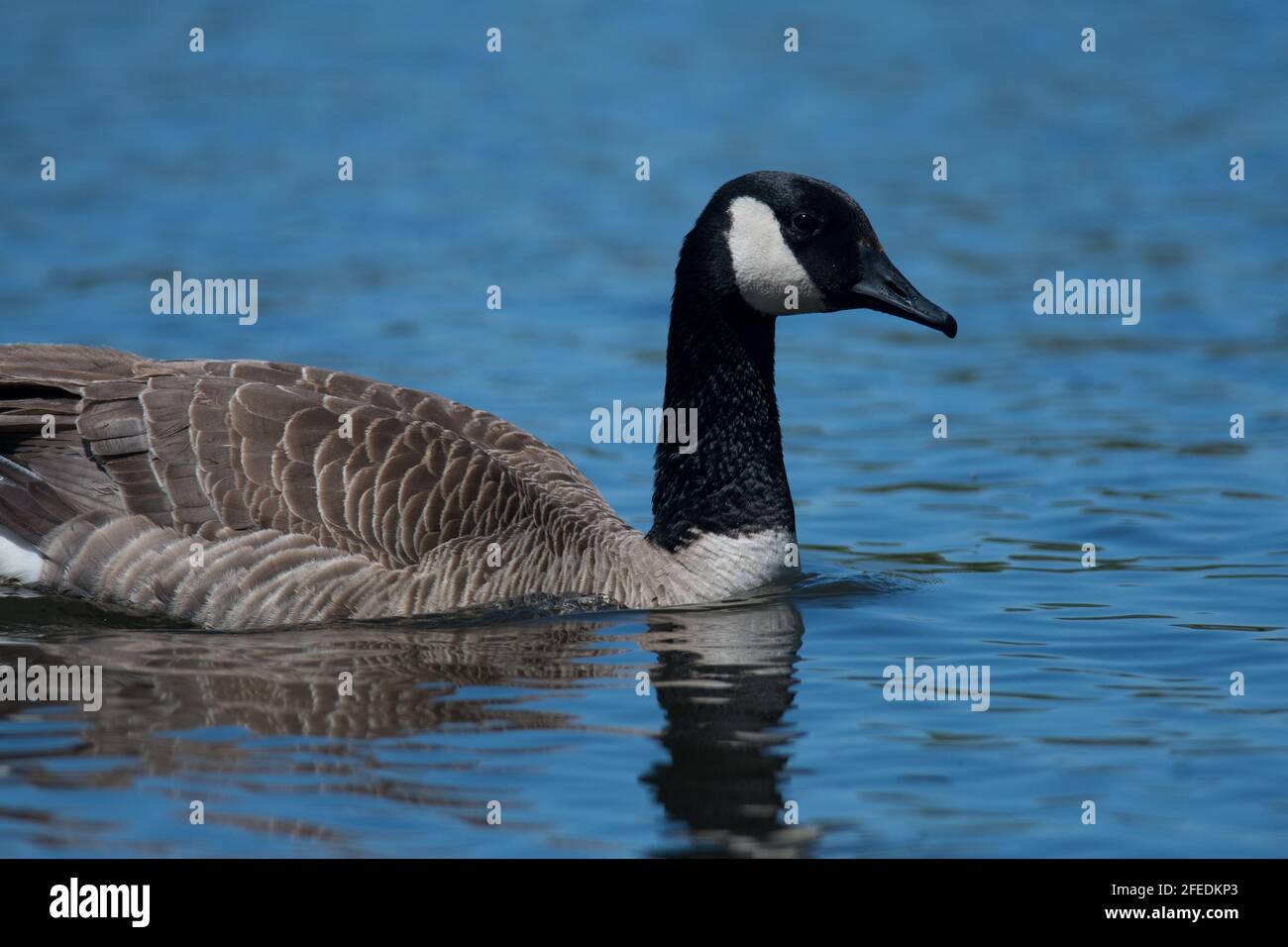 Canada Goose nuoto Foto Stock