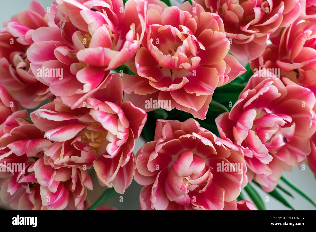 tulipani rosa terry primo piano. sfondo luminoso floreale. Foto Stock