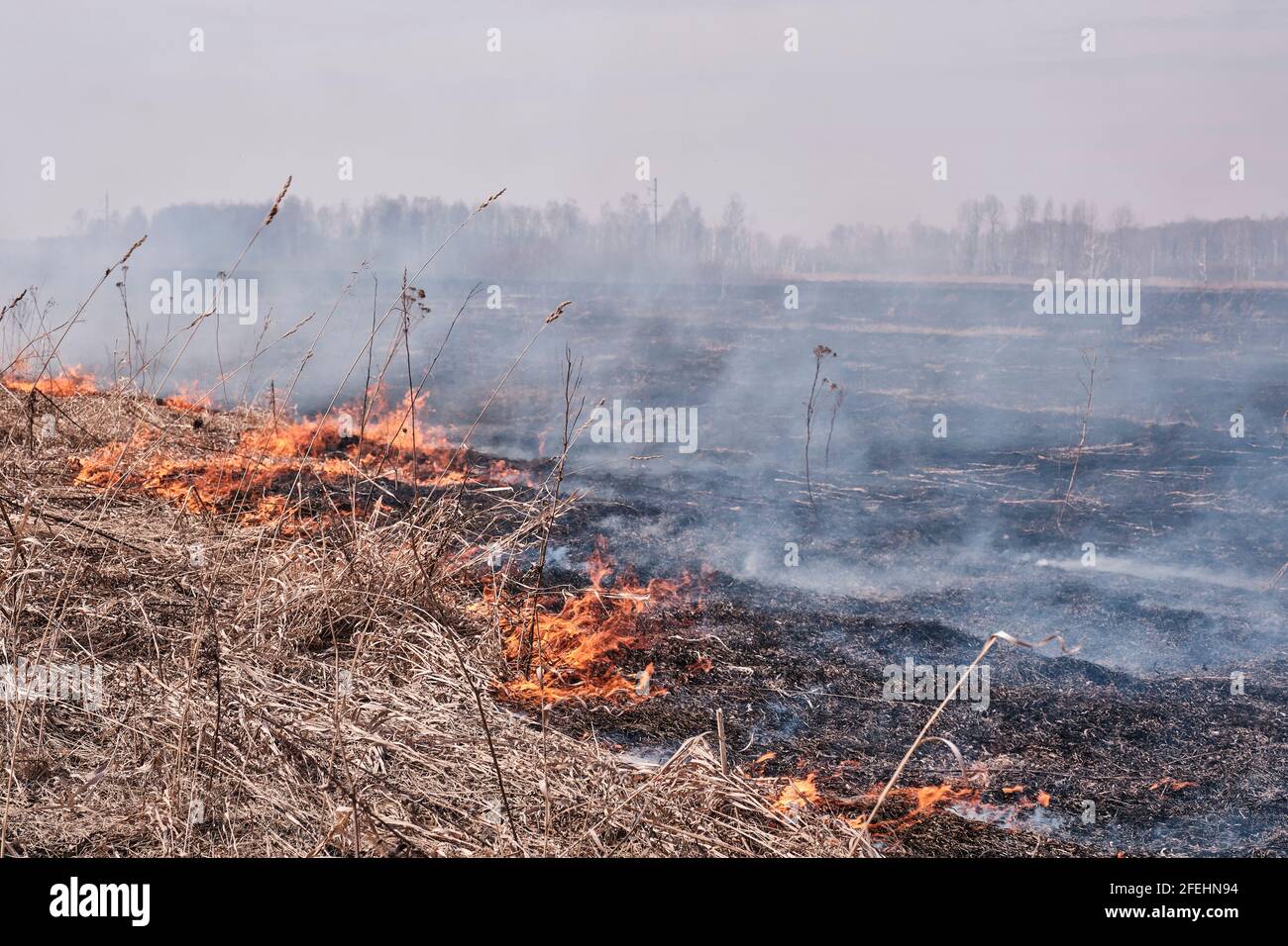 In primavera, l'erba secca brucia sul campo. Fuoco naturale di base. Foto Stock