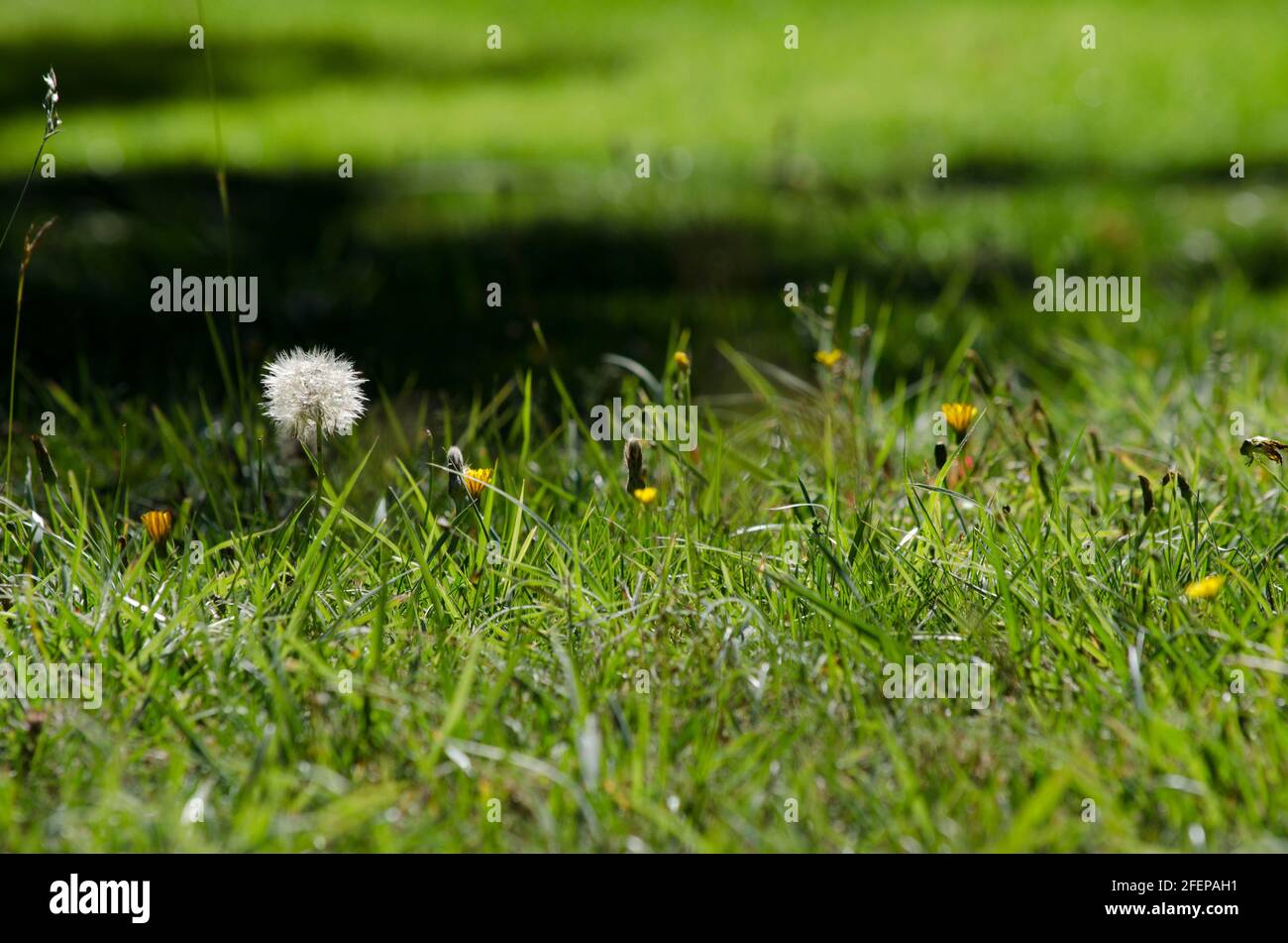 orizzonte dell'erba con un fiore del dente di leone o del plumerillo, sfondo o tessitura con spazio di copia. giardino verde di pascolo Foto Stock