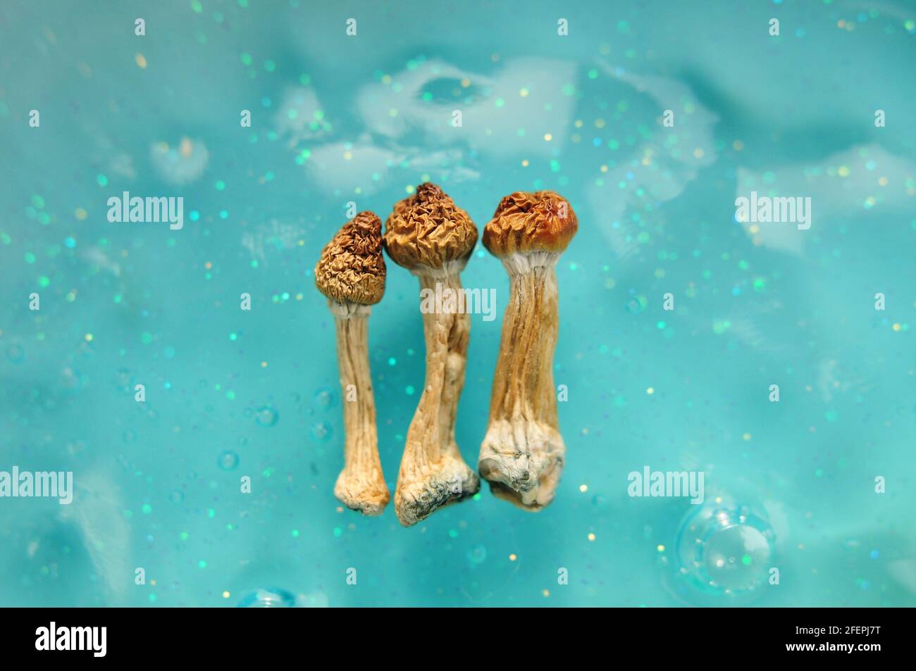 Funghi psilocibin su sfondo blu. Viaggio magico psichedelico, coscienza cosmica. Psilocibe Cubensis Dried Maestro d'oro in fila Foto Stock