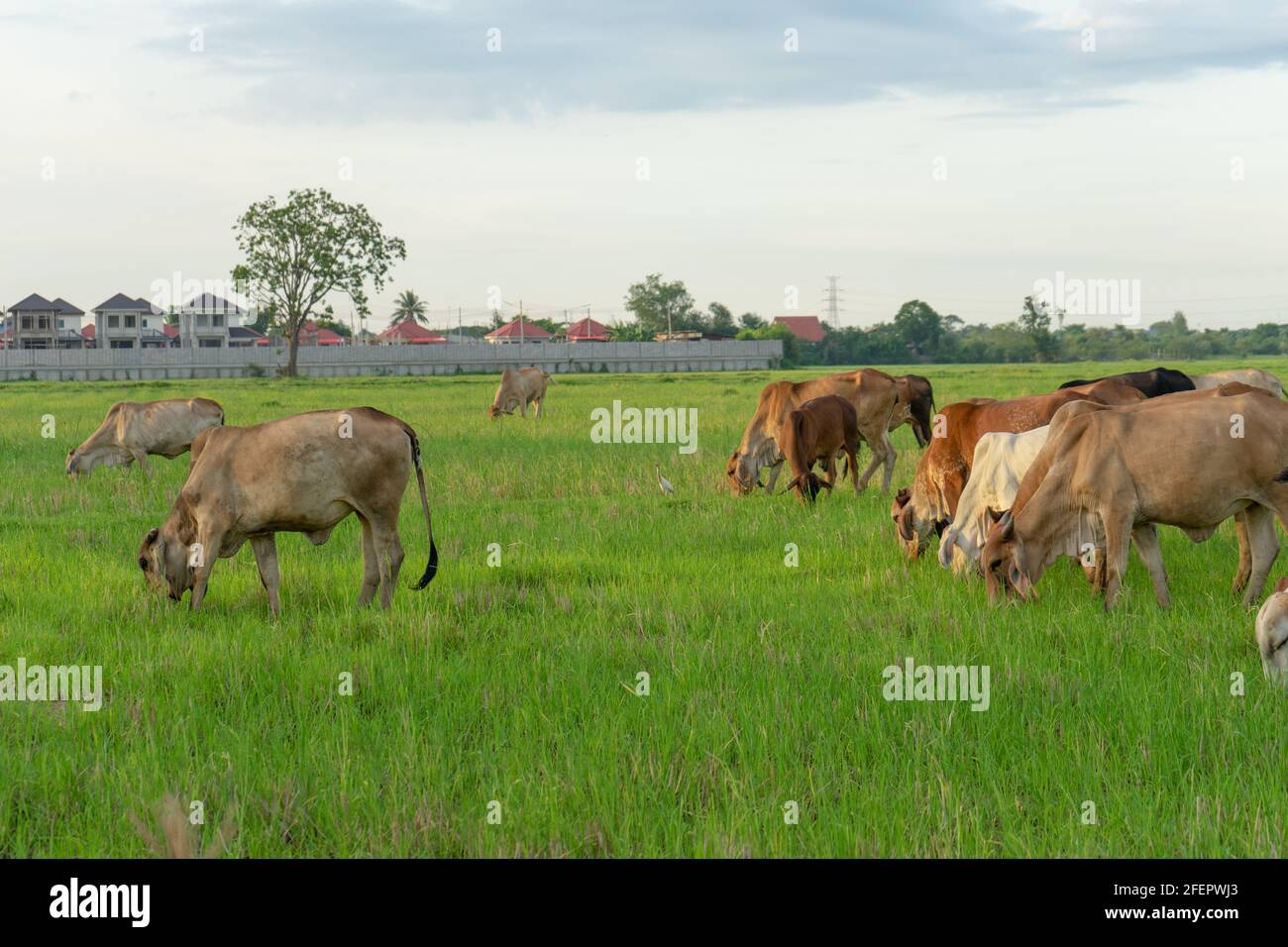 Gruppo di mucche mangiare l'erba nel grande campo isolato su sfondo bianco Foto Stock