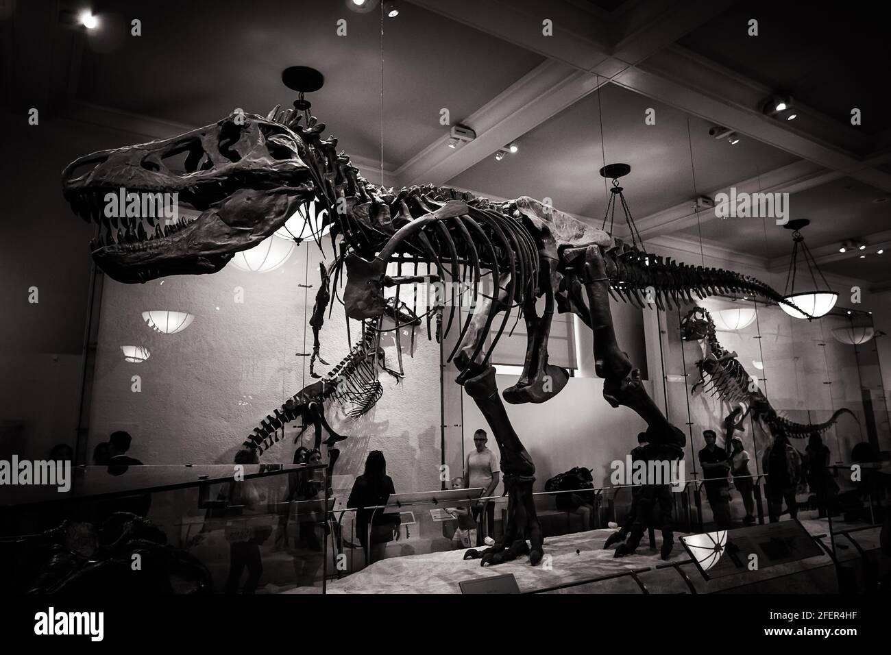 Iamge bianco e nero dello scheletro Tyrannosaurus rex (T-rex) In American Museum of Natural History Foto Stock