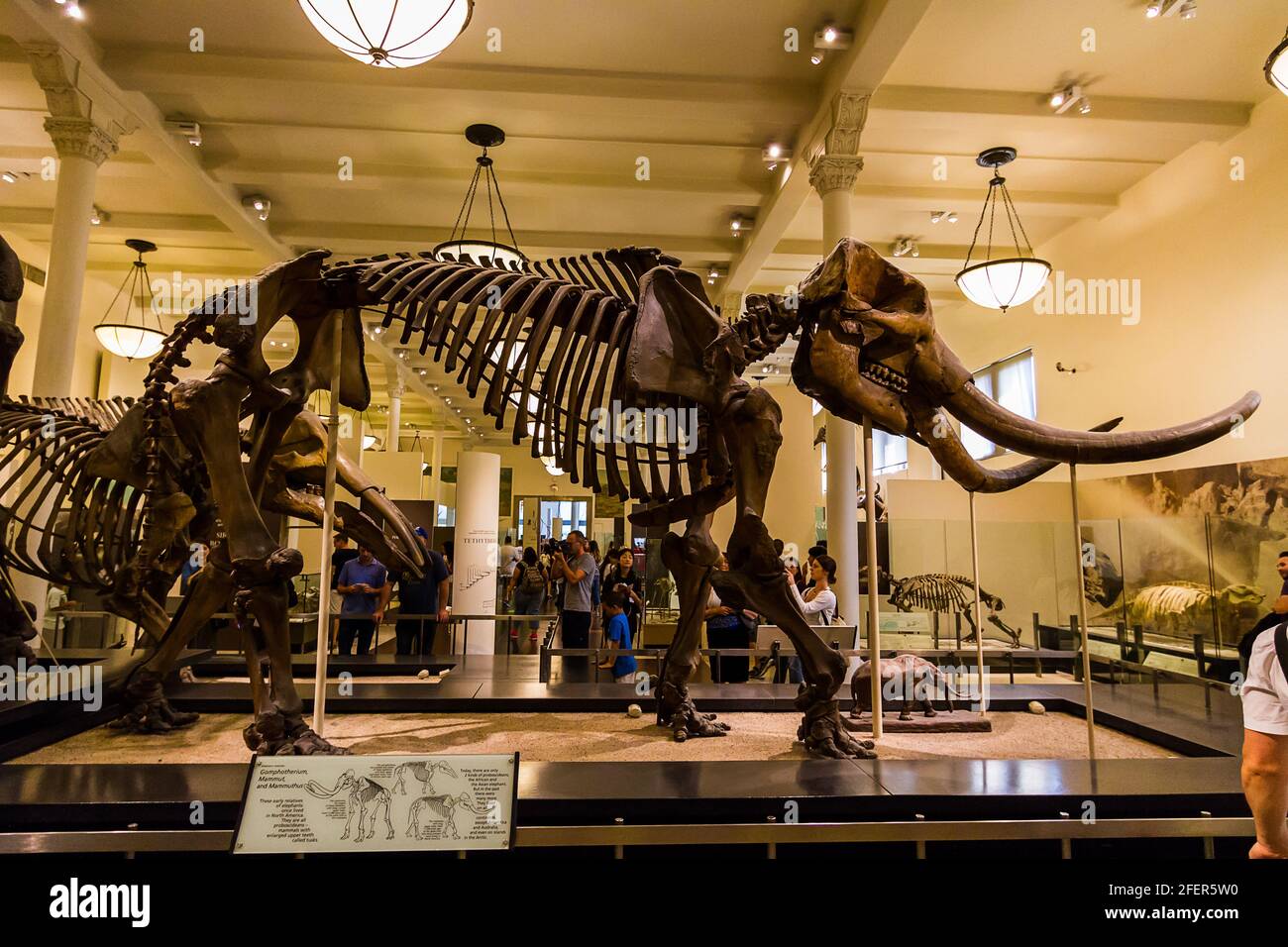 Scheletro Mastodon nella Hall of Advanced Mammals in American Museum of Natural History a New York City Foto Stock