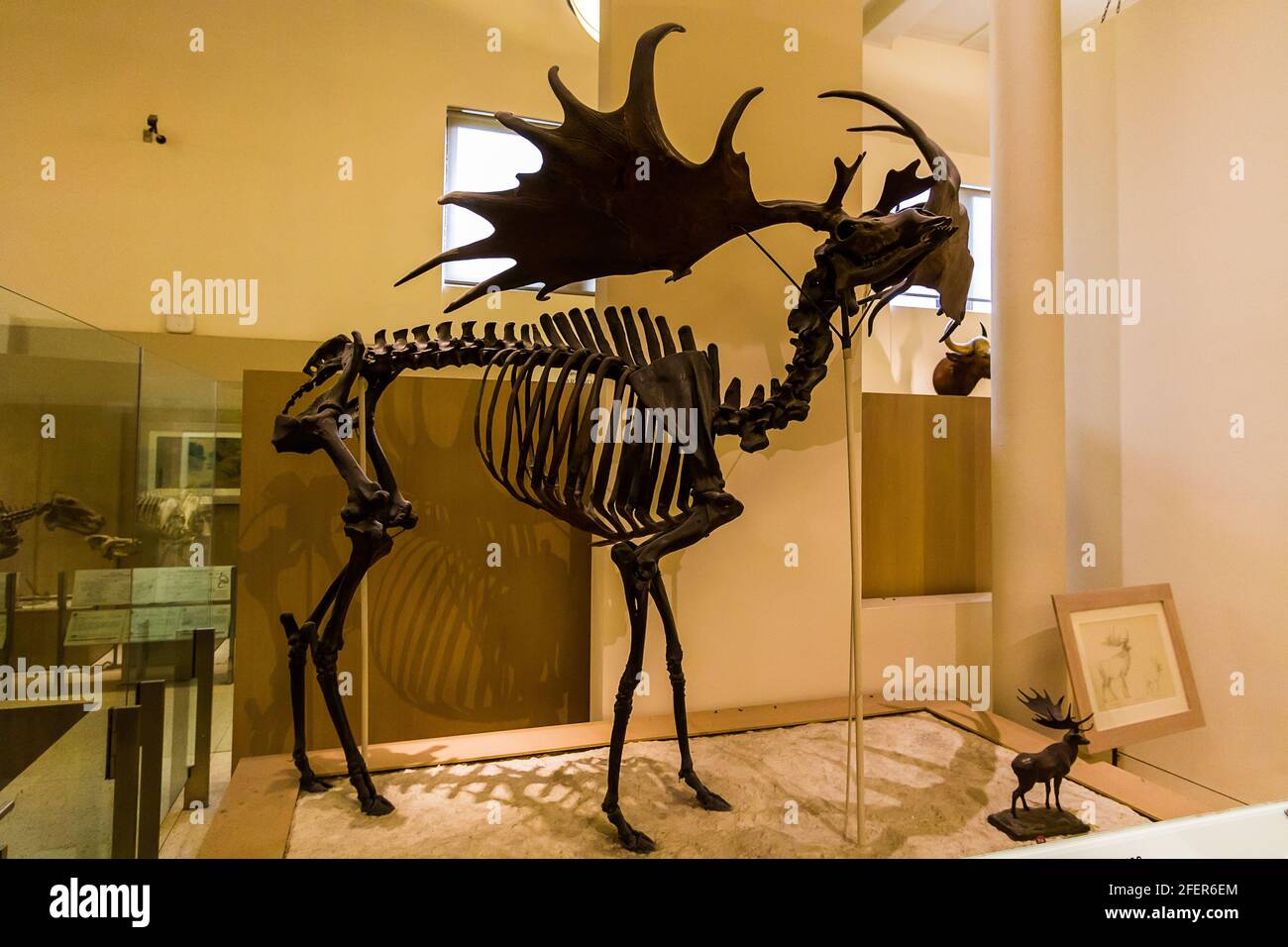 Irish Elk (Megaloceros giganteus) Nella Hall of Advanced Mammals in American Museum of Storia naturale a New York Foto Stock