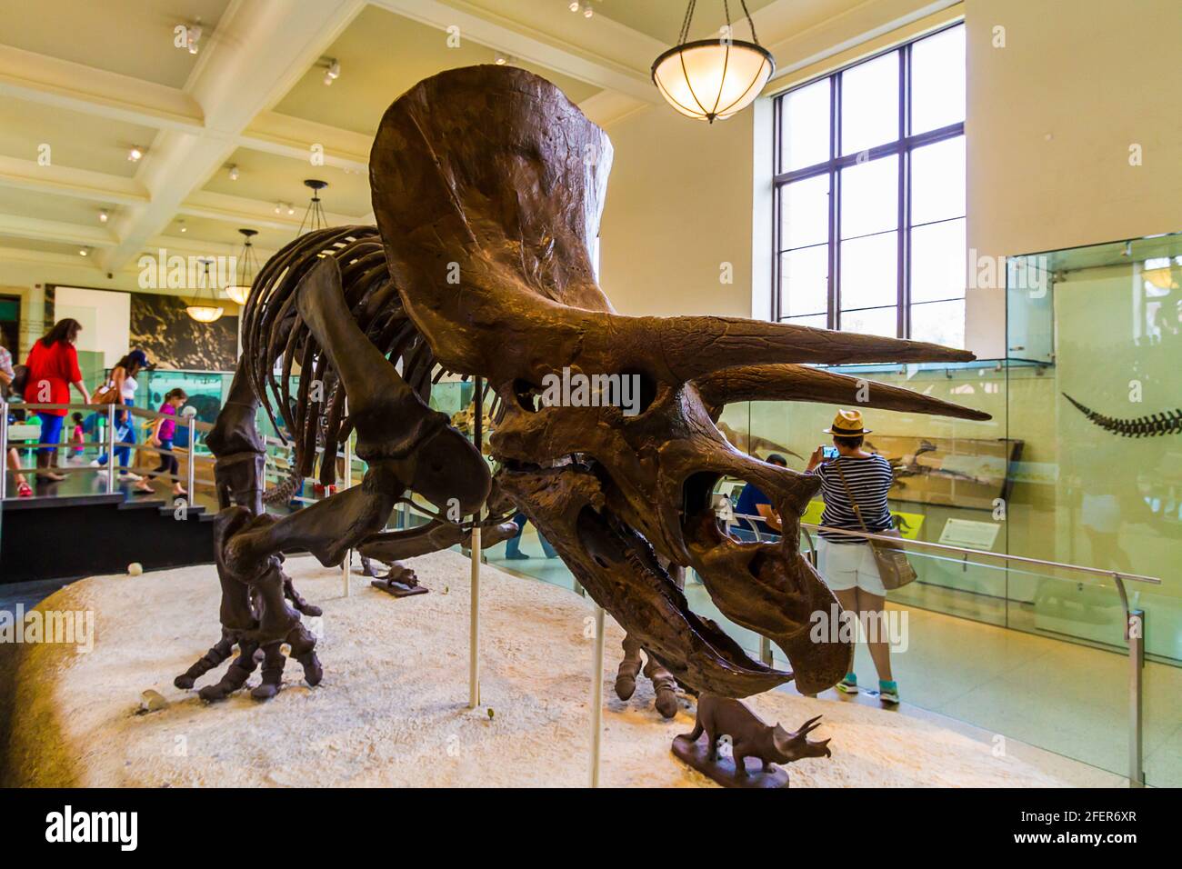 Scheletro di Triceratops presso l'American Museum of Natural History di New Città di York Foto Stock