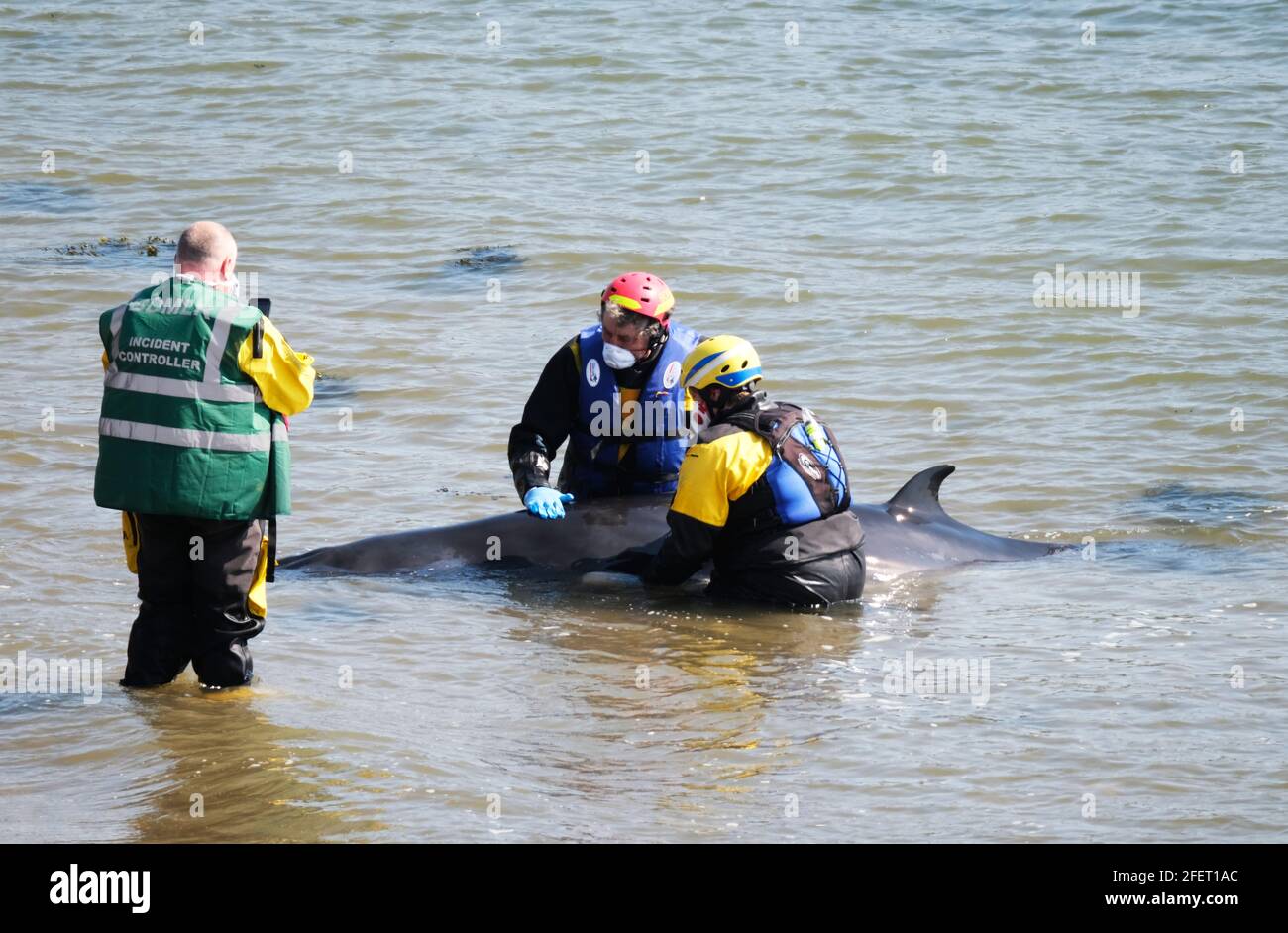 Dalgety Bay, Fife Scotland, Regno Unito. 24 aprile 2021: I membri del British Divers Marine Life Rescue e Coastguard Search and Rescue tentano di salvare un piccolo Minke Whale a St Davids Harbour, Dalgety Bay, Fife, Scozia, Regno Unito. Scozia Regno Unito. Credit: Ian Rutherford/Alamy Live News. Foto Stock