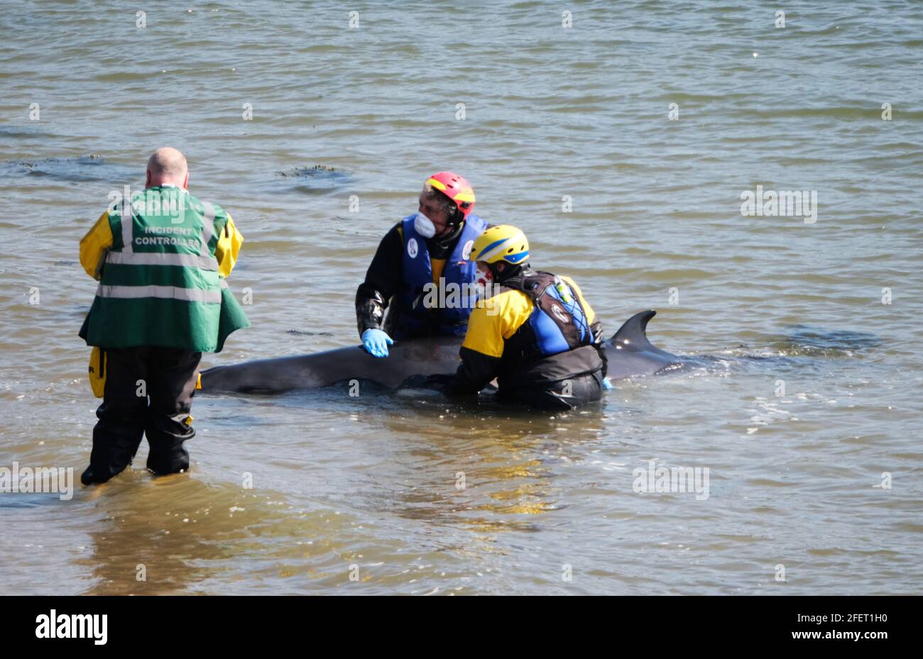 Dalgety Bay, Fife Scotland, Regno Unito. 24 aprile 2021: I membri del British Divers Marine Life Rescue e Coastguard Search and Rescue tentano di salvare un piccolo Minke Whale a St Davids Harbour, Dalgety Bay, Fife, Scozia, Regno Unito. Scozia Regno Unito. Credit: Ian Rutherford/Alamy Live News. Foto Stock